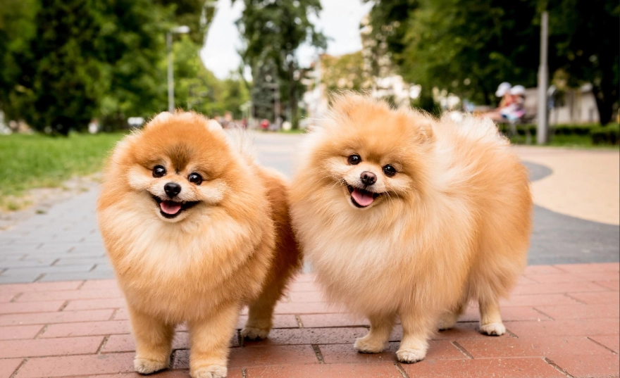 博美犬飼養技巧：新手必學的挑選、訓練與健康照護