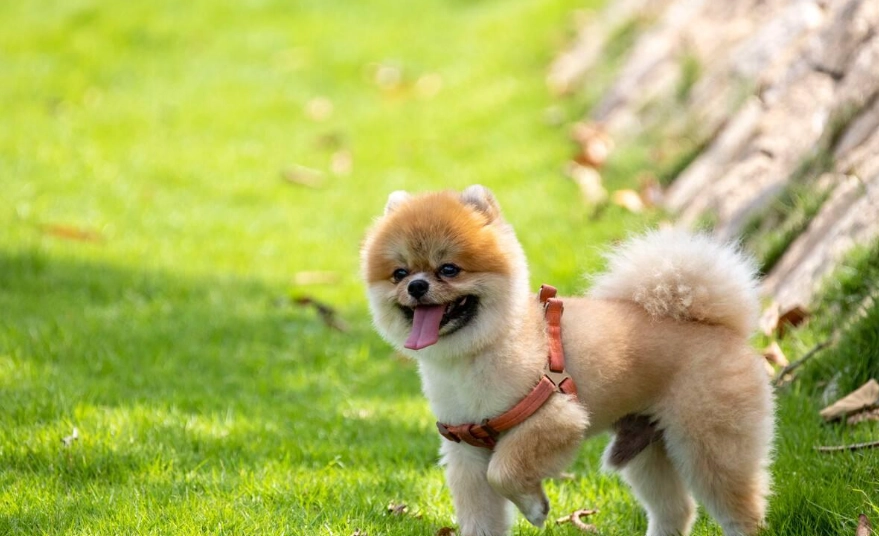 博美犬訓練